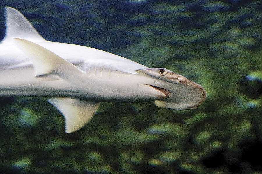 bonnethead shark